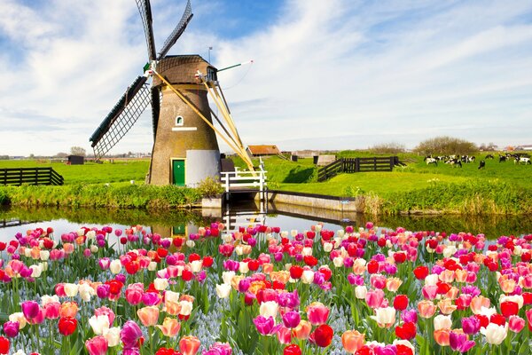 Eine alte Mühle auf einem Feld inmitten heller Tulpen