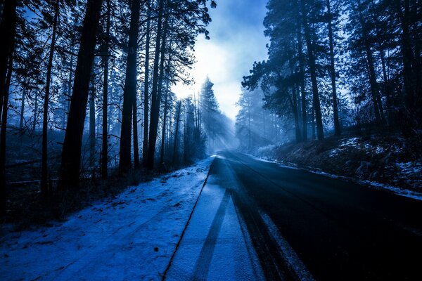 Dark photo trees and road