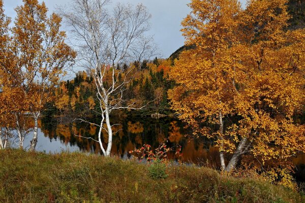 Bouleaux d automne au bord de la rivière