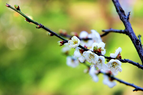 Branche de prune fleurie au printemps