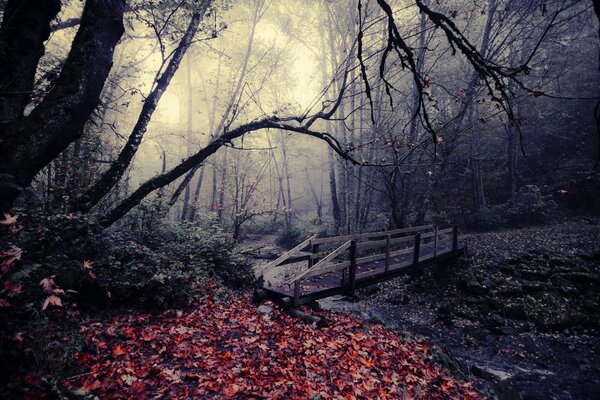 Foglie rosse nella foresta del deserto