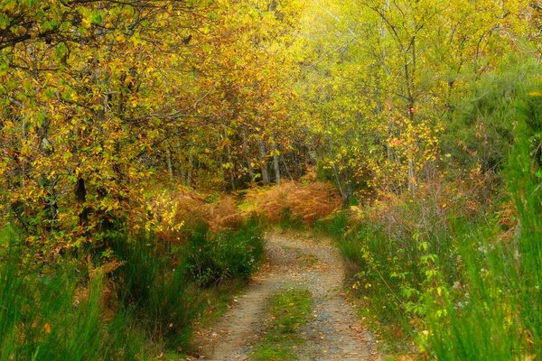 A narrow road in the autumn forest