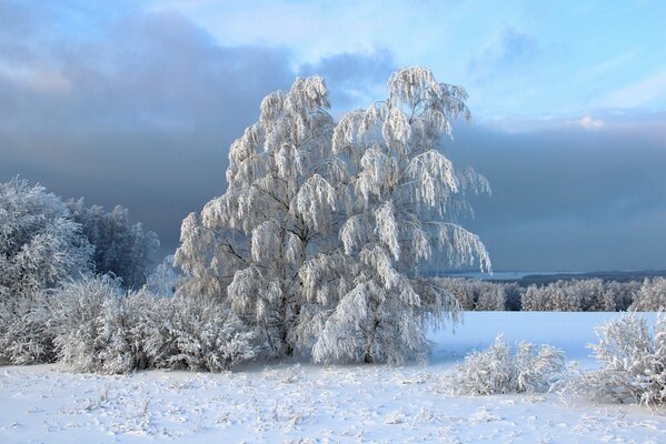 Alberi Invernali In brina d argento