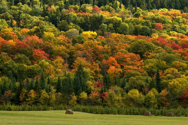 Bunte Bäume im Herbst neben dem Feld