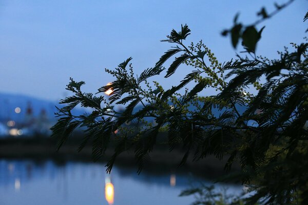 Vue nocturne du lac à travers la branche