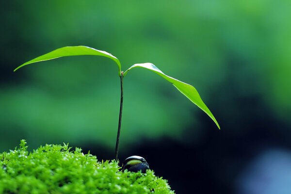 A green sprout with two leaves and a dewdrop