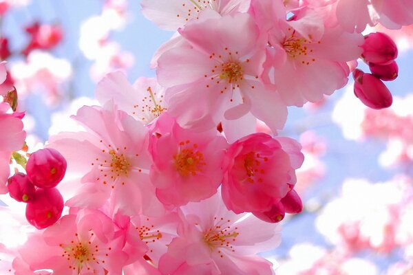 Schöne brauchen rosa Blumen auf Himmelshintergrund