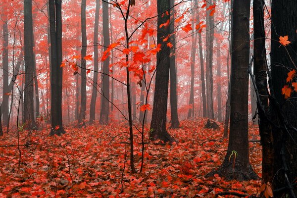 Autumn red forest in the fog