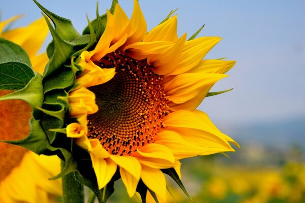 Girasole con semi nel campo in estate