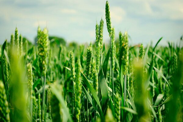 Grüner Weizen wächst auf dem Feld