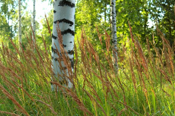 Birkenstamm Nahaufnahme im Gras