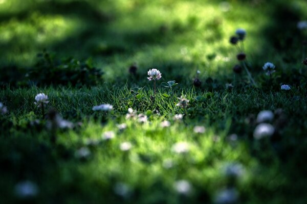 Pelouse verte d herbe et de trèfle