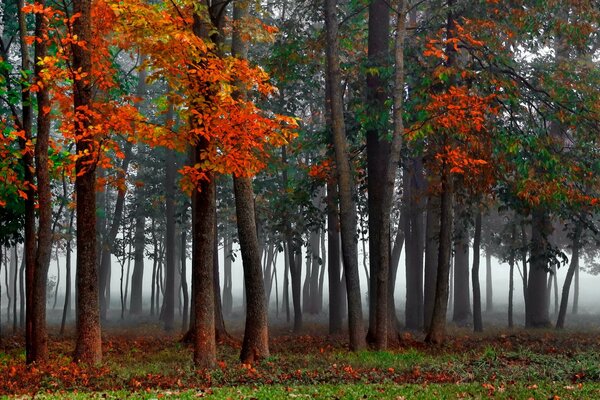 Fitta nebbia nella foresta autunnale