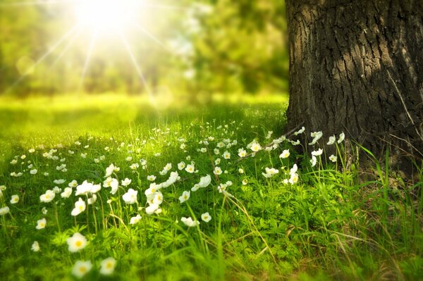 Fiori di bellezza che sbocciano al mattino estivo sole