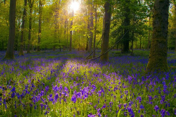 Lumière du soleil sur les fleurs violettes