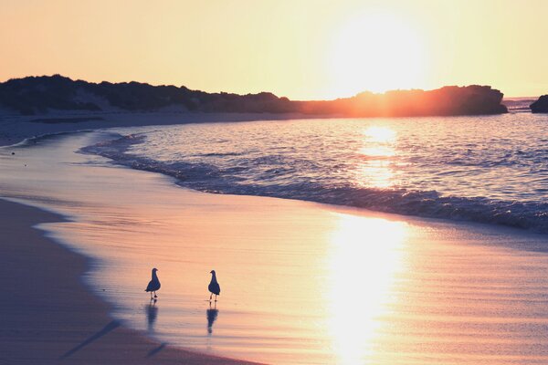 Two seagulls at dawn are standing by the sea