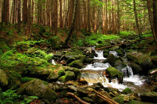 En Ucrania hay un arroyo forestal en un bosque lejano más a menudo