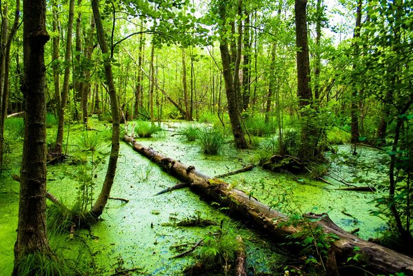 Tronco in una palude nella foresta