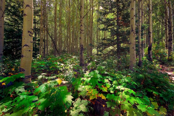 Día soleado en el bosque de álamos