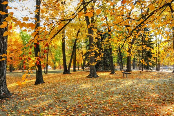 Hay muchas hojas en el parque en otoño