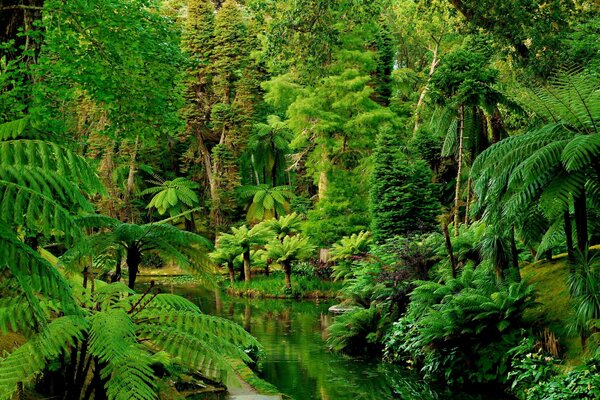 Rainforest in Portugal with a river