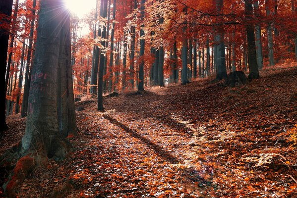 El bosque de otoño como un gato rojo