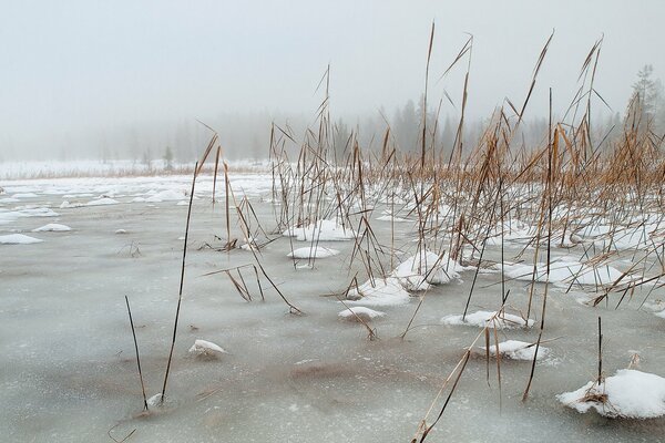 Gefrorenes Schilf im Winter am See