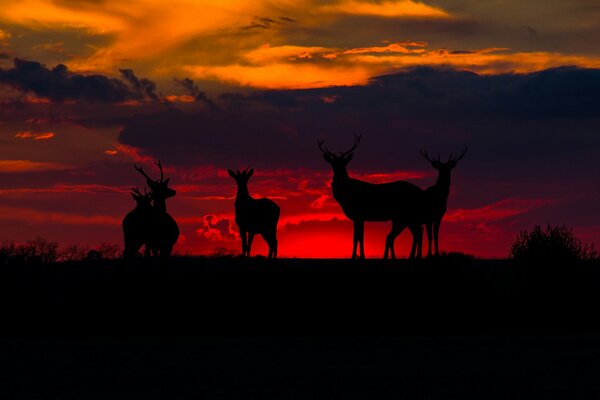 Silhouetten von Hirschen auf dem Hintergrund eines blutigen Sonnenuntergangs