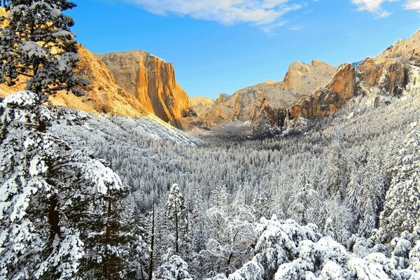 Snow-covered forest at the foot of the mountains