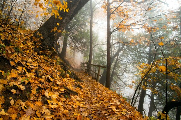 Paisaje de otoño. Parque en la hoja