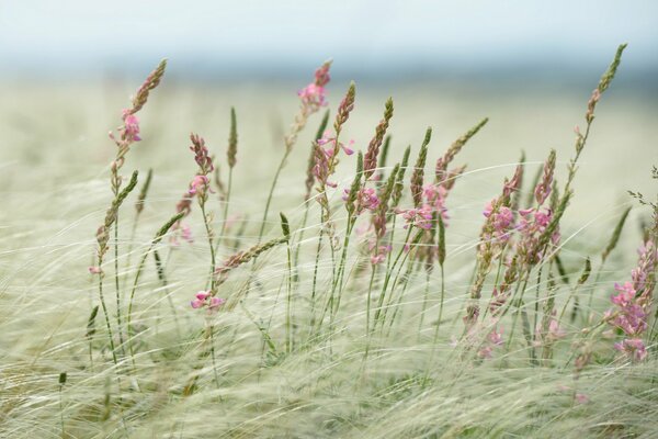 El viento tiende la hierba en el campo