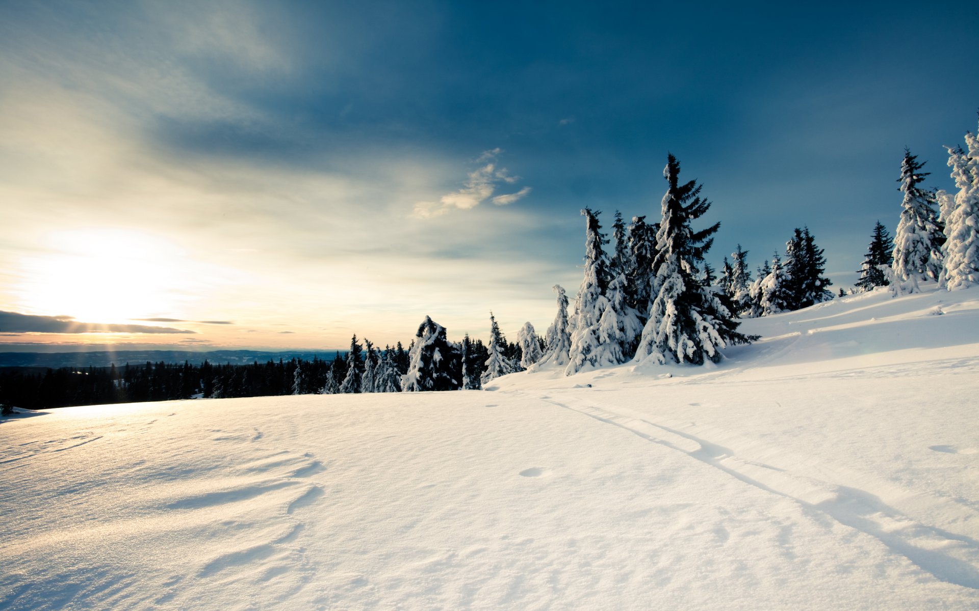 now winter forest sky