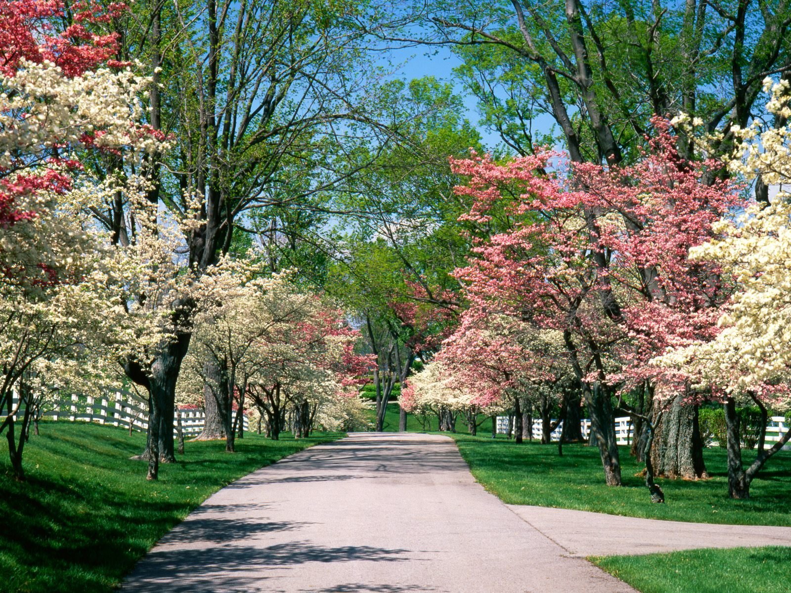 primavera fioritura parco vicolo