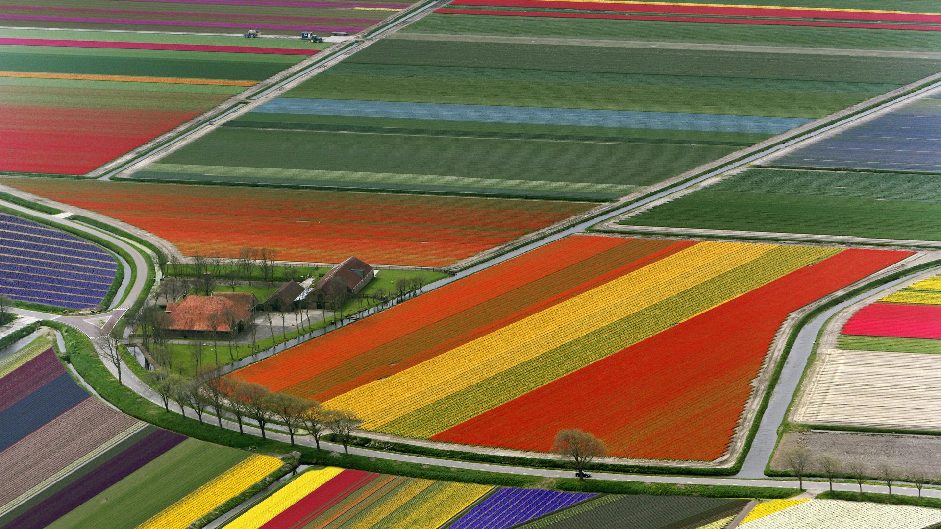 campo tulipanes países bajos