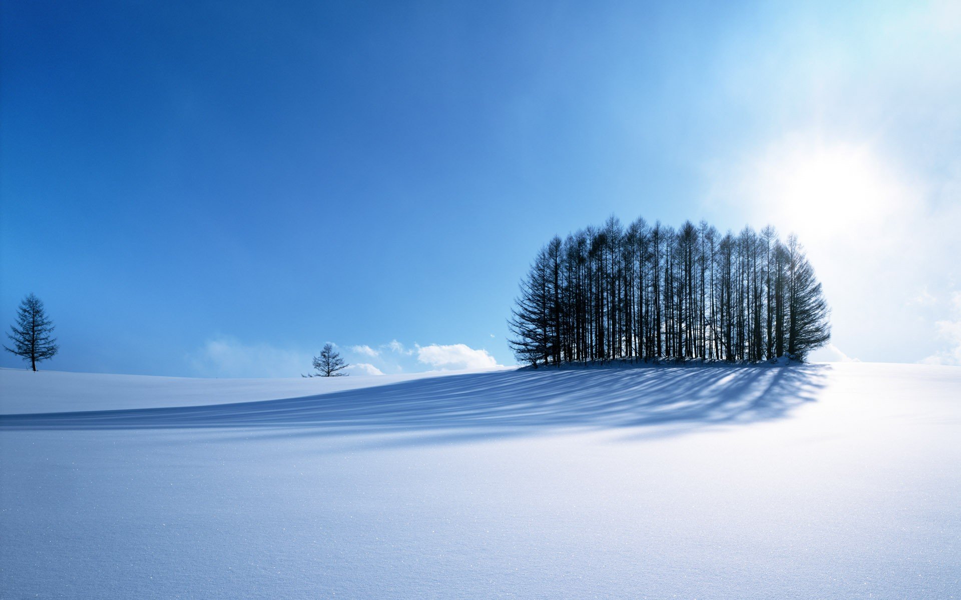 śnieg zima drzewa