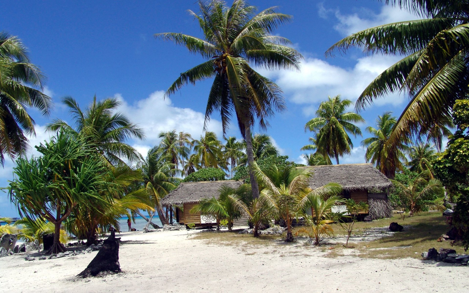 beach french polynesia palm