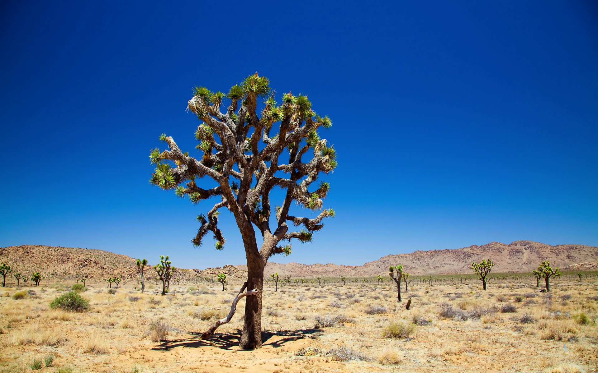 joshua tree ciel arbres désert joshua tree national park joshua tree