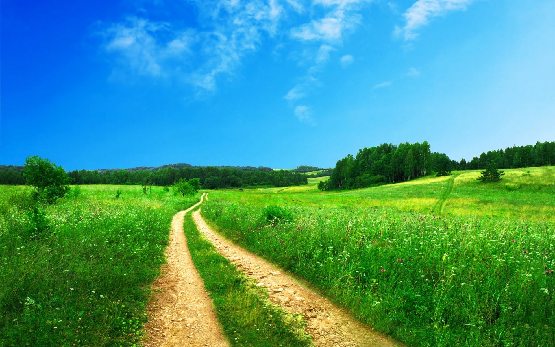 gras natur straße sommer