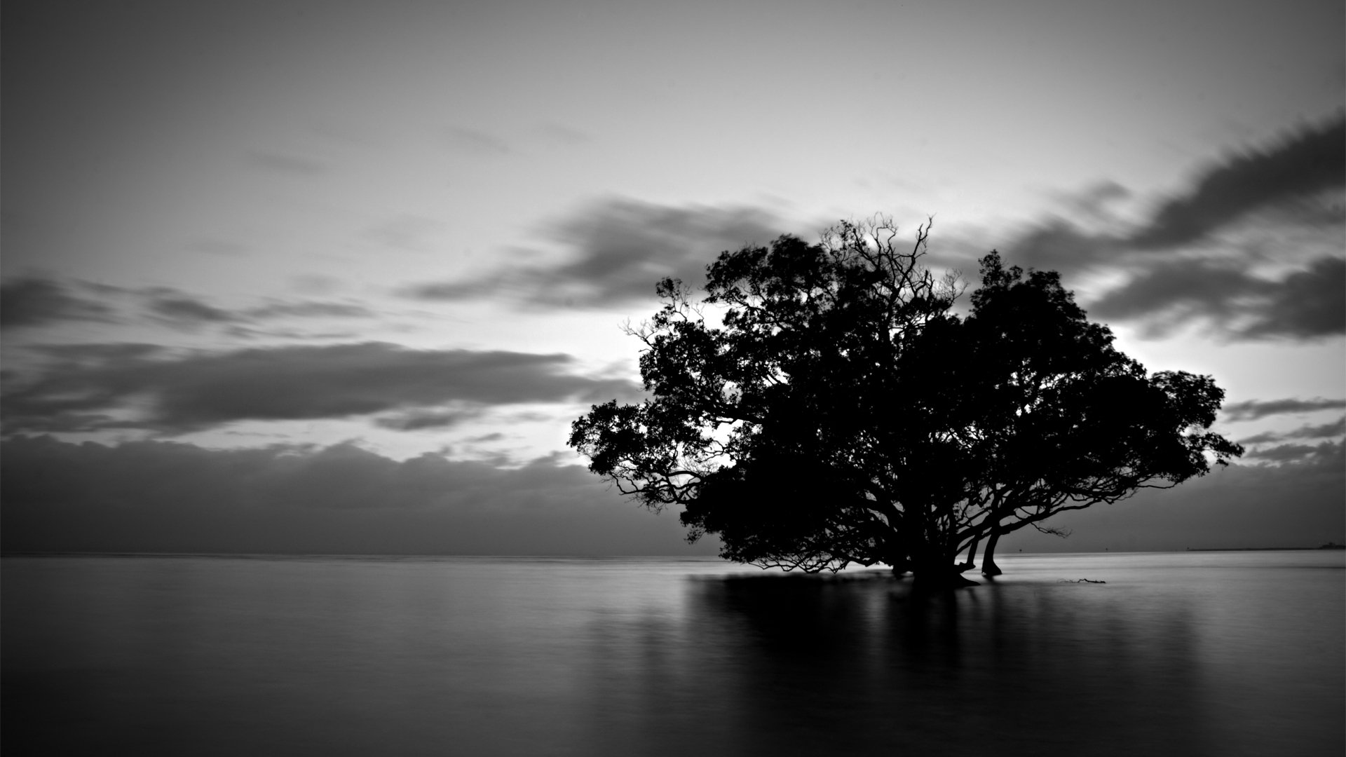 nature arbre eau nuages noir et blanc