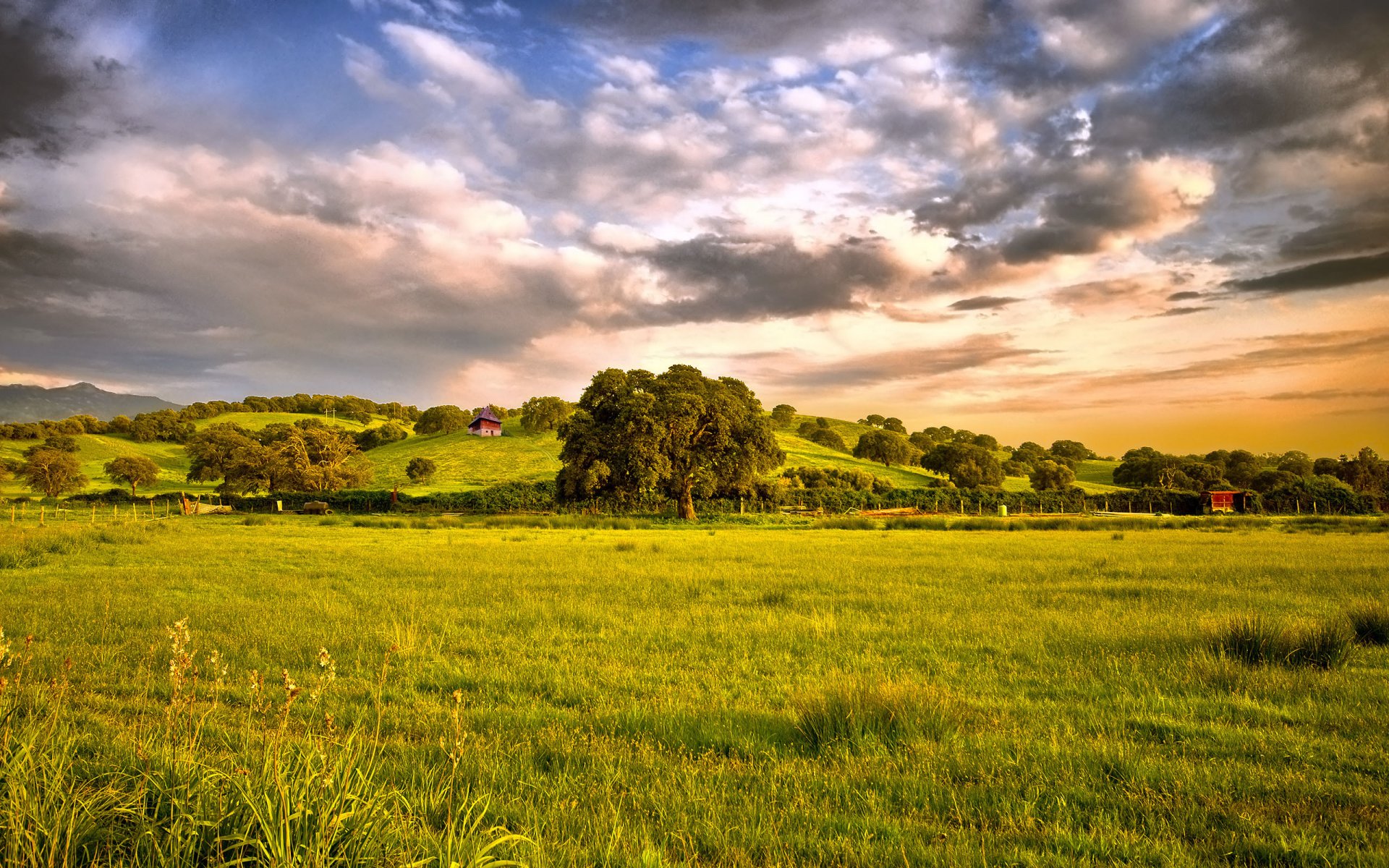 tree the field grass sky cloud