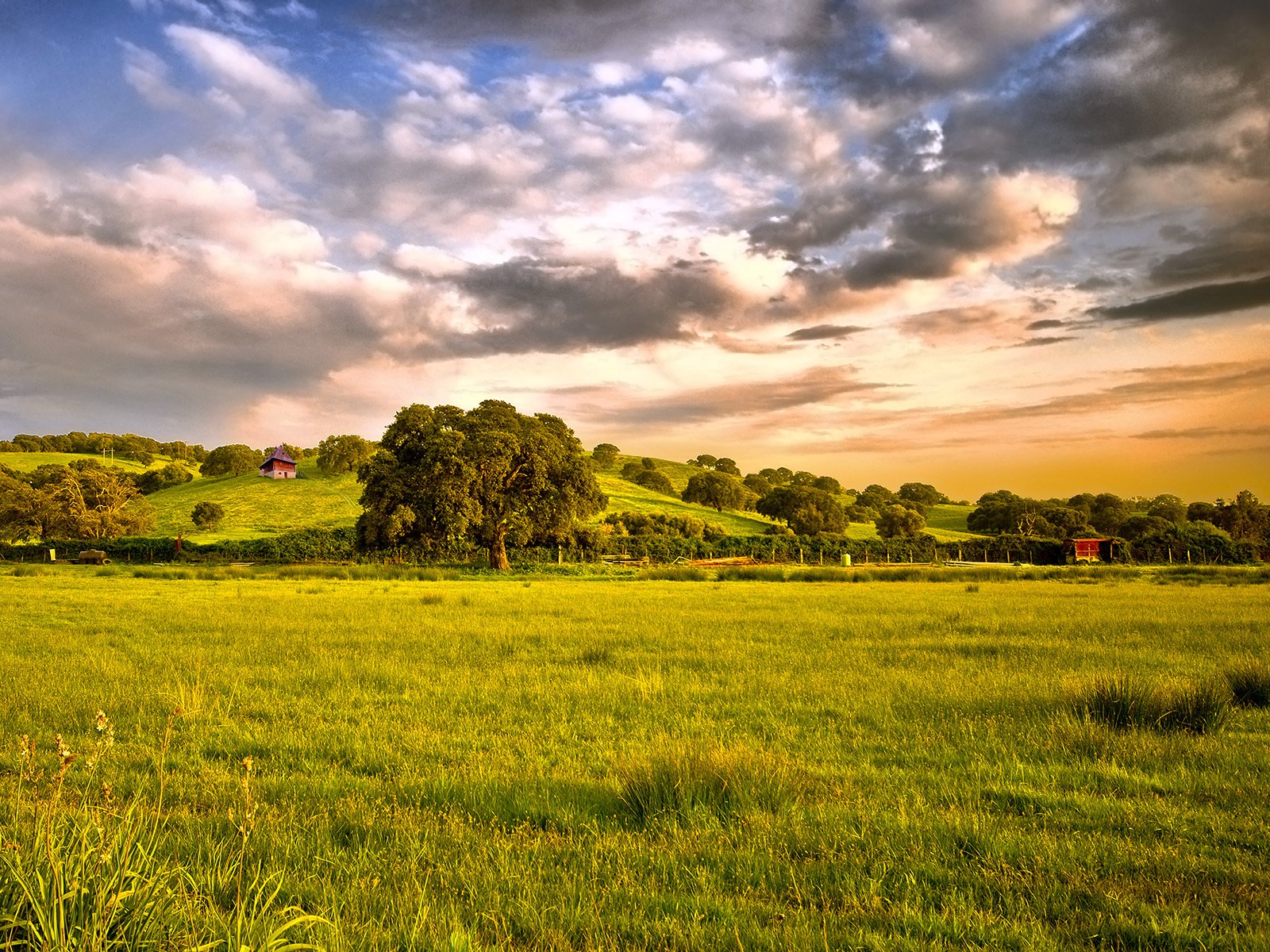 campo erba alberi cielo nuvole