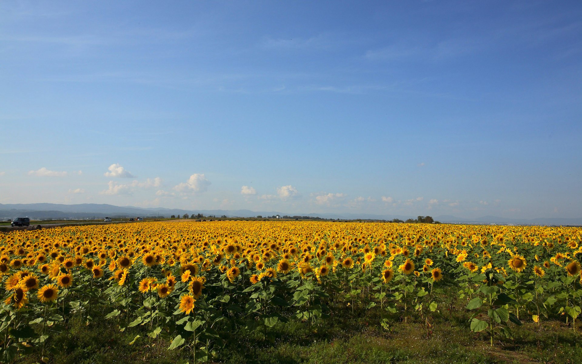 sonnenblumen feld