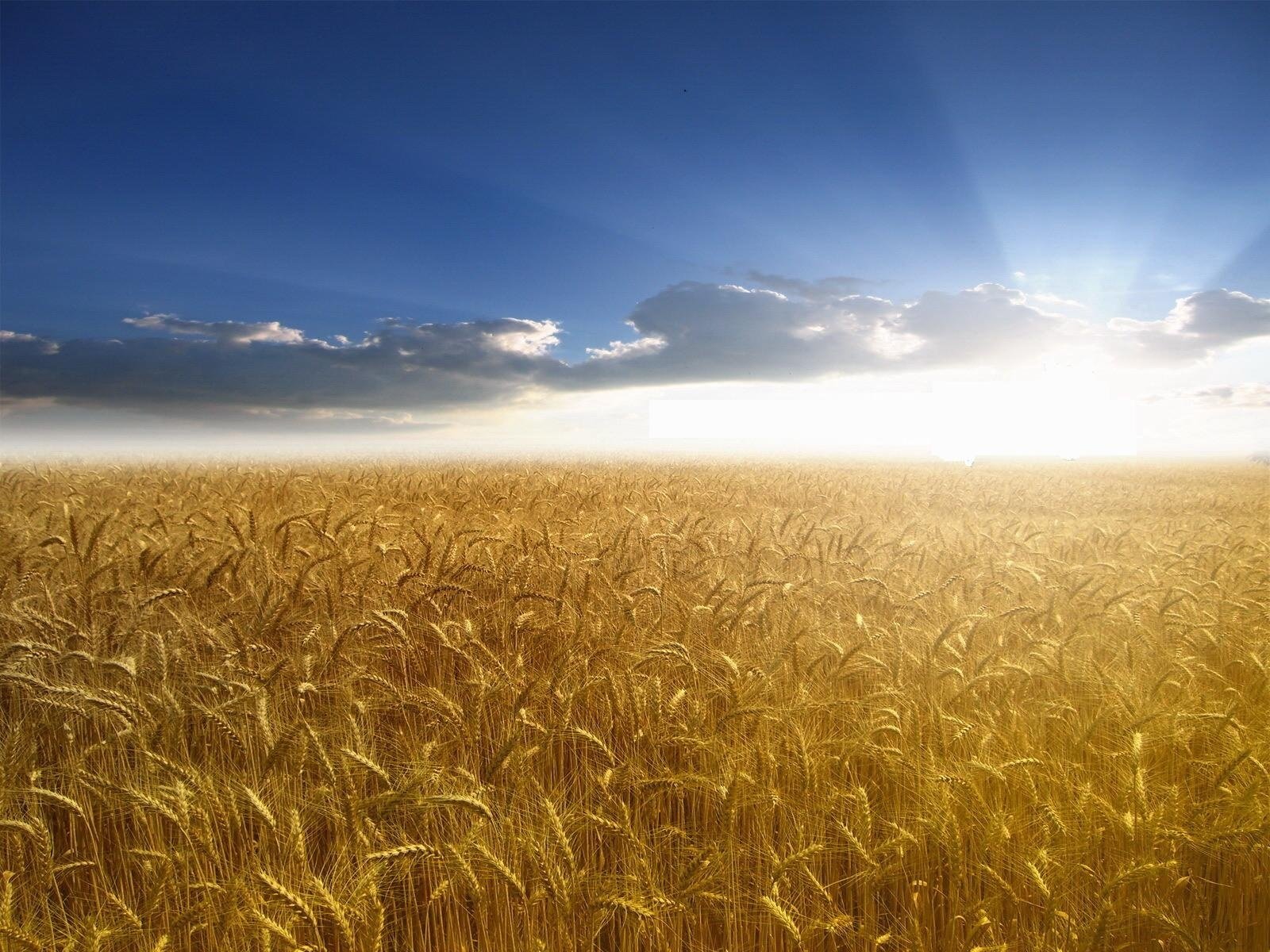 campo grano sole raggi cielo