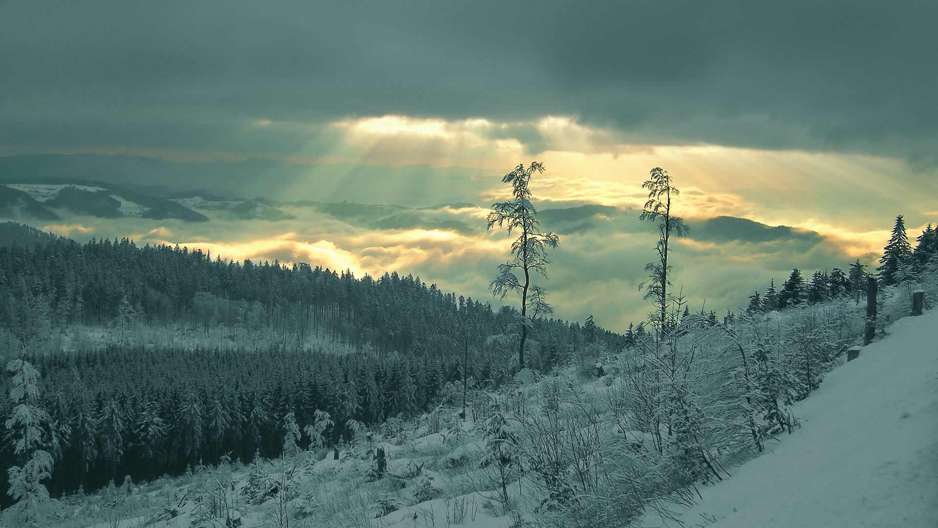 rayons forêt neige