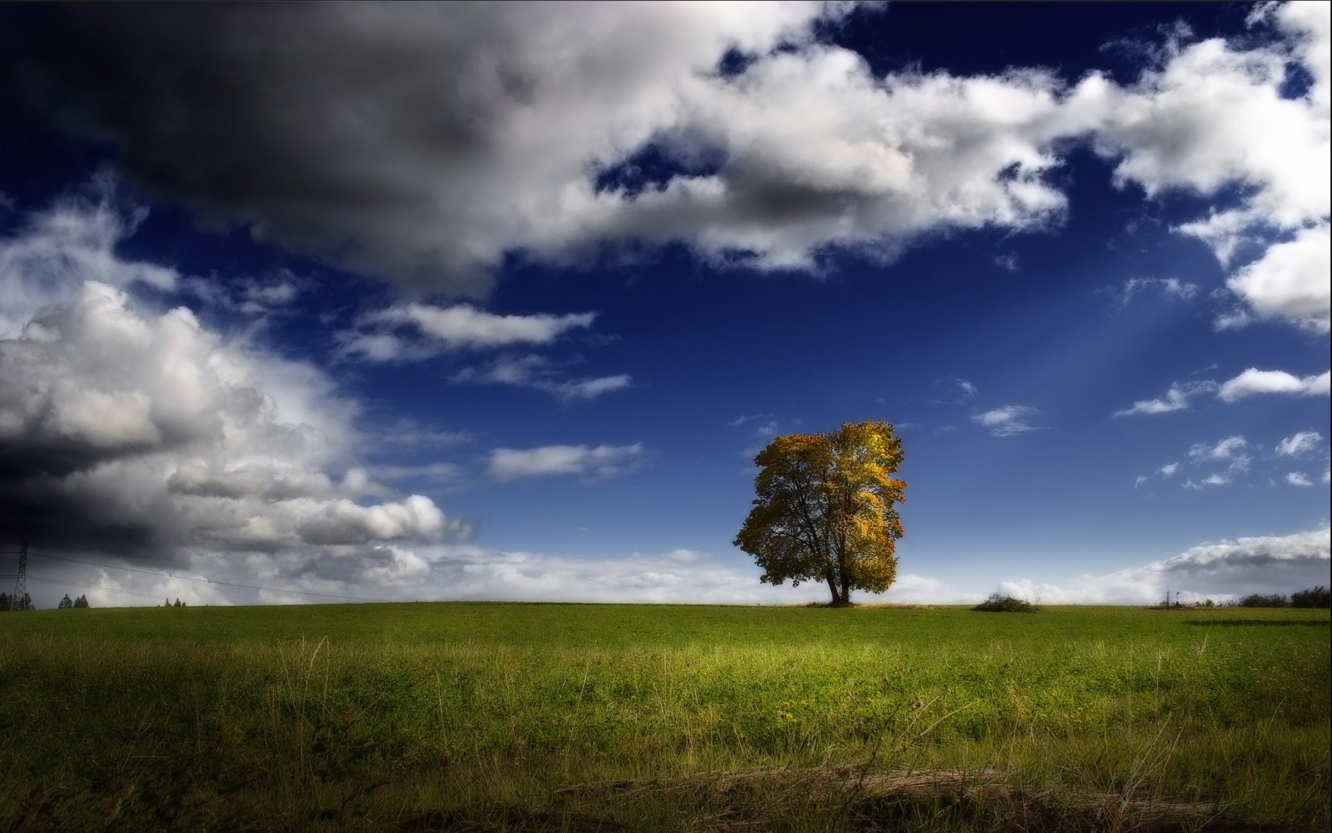 árbol cielo campo