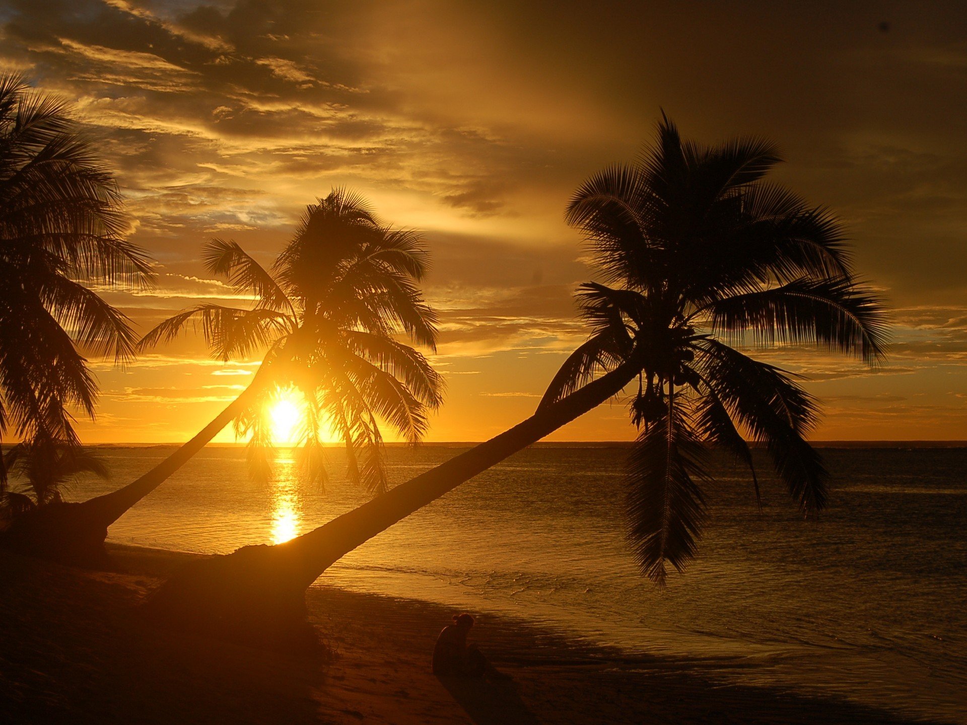 playa palmeras naturaleza