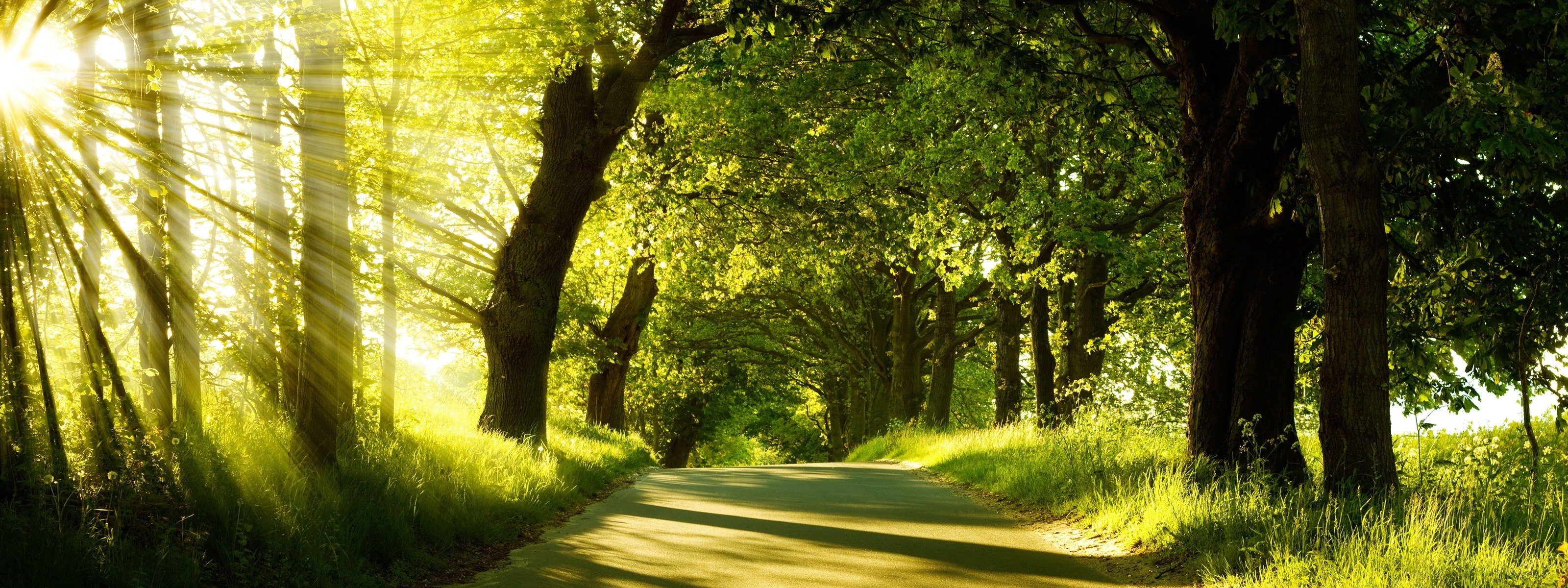 moment of silence forest road light