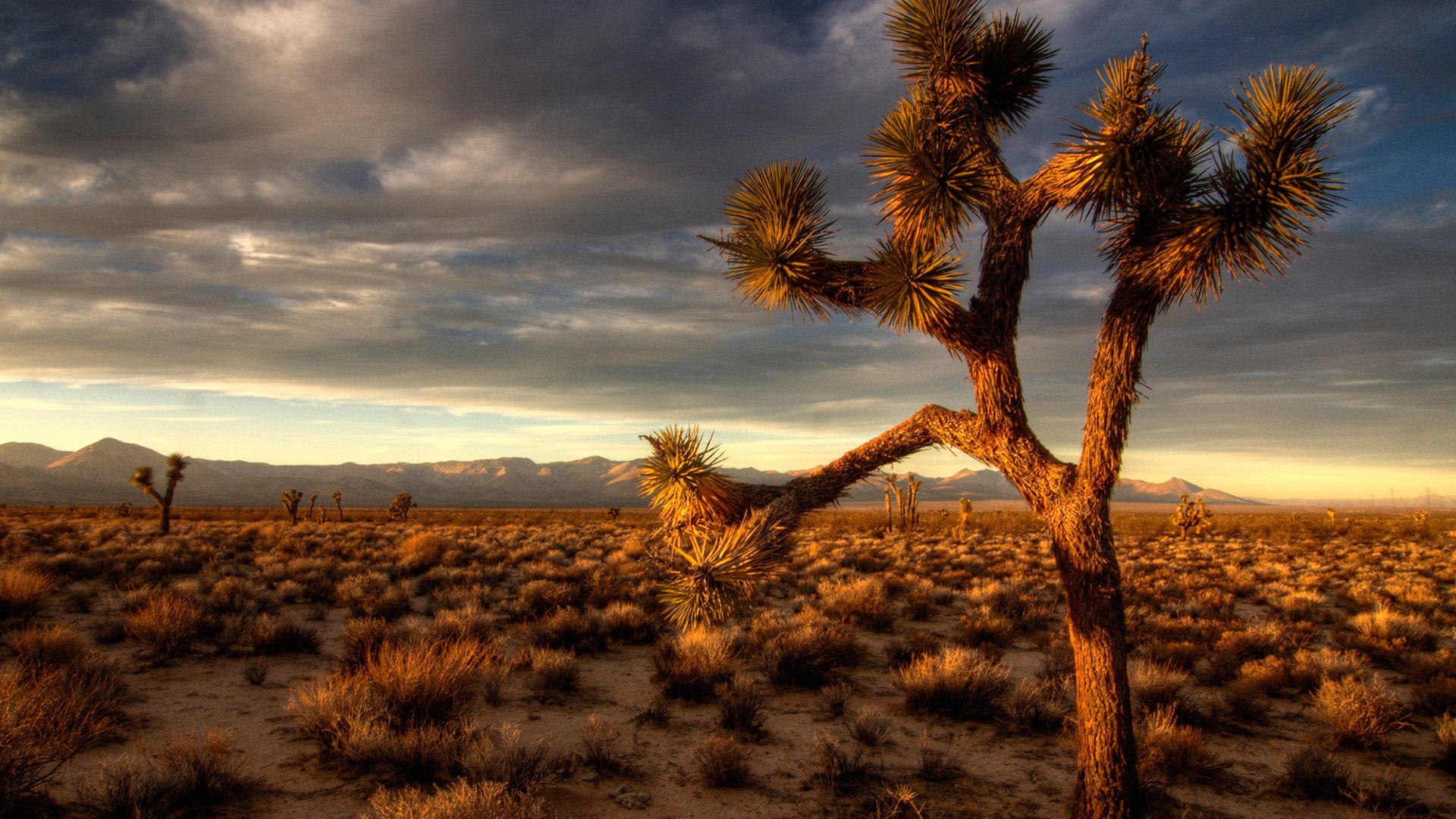 deserto natura sera