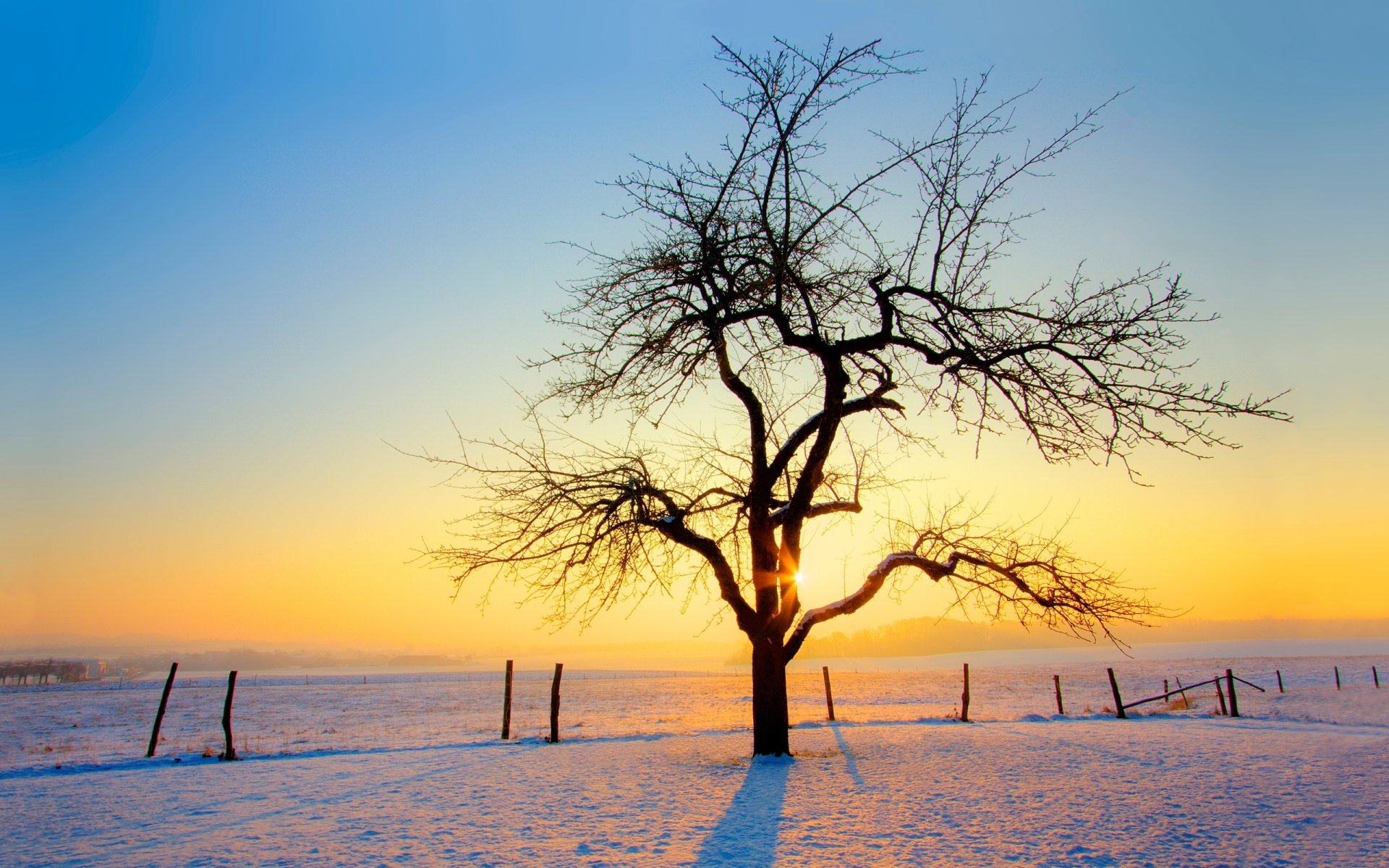 winter baum schnee sonnenuntergang