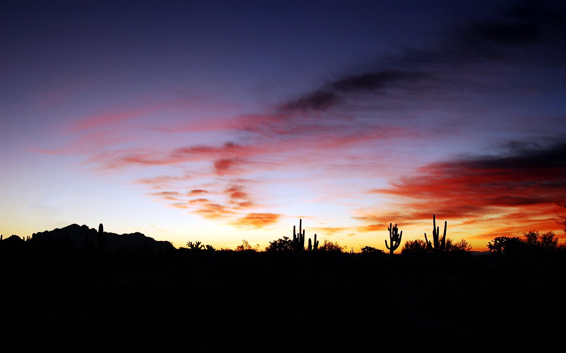 arizona kakteen sonnenuntergang